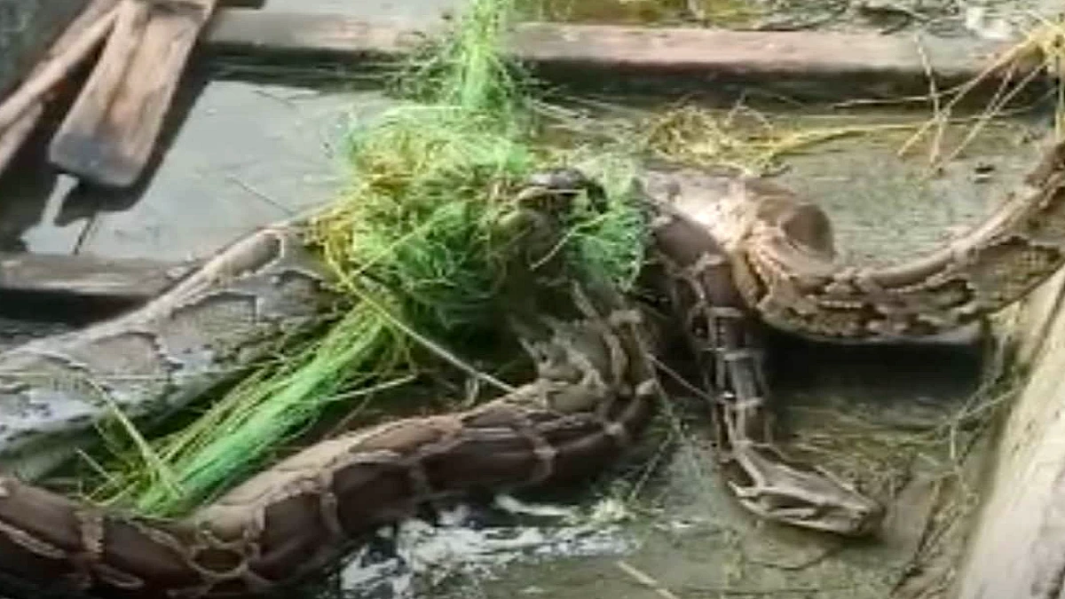 पश्चिमी चंपारण के लक्ष्मीपुर में जाल में फँसा विशाल अजगर, भीड़ ने किया जमावड़ा