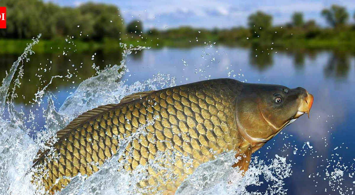 तस्मानिया ने 28 साल में खत्म की 49,301 आक्रामक मछलियां, दो झीलों को बनाया कार्प-फ्री