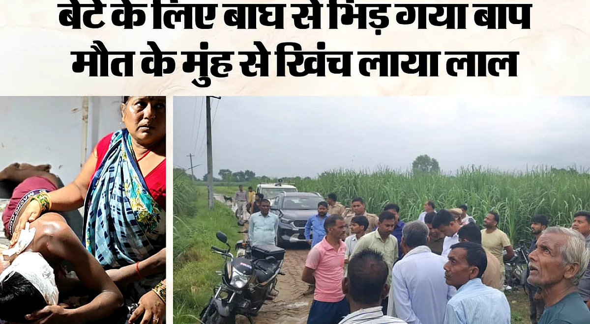 बाघ के जबड़े से पिता ने बेटे को बचाया: खेत में घास काटते समय बोला हमला, शोर को हथियार बनाकर भगाया शिकारी