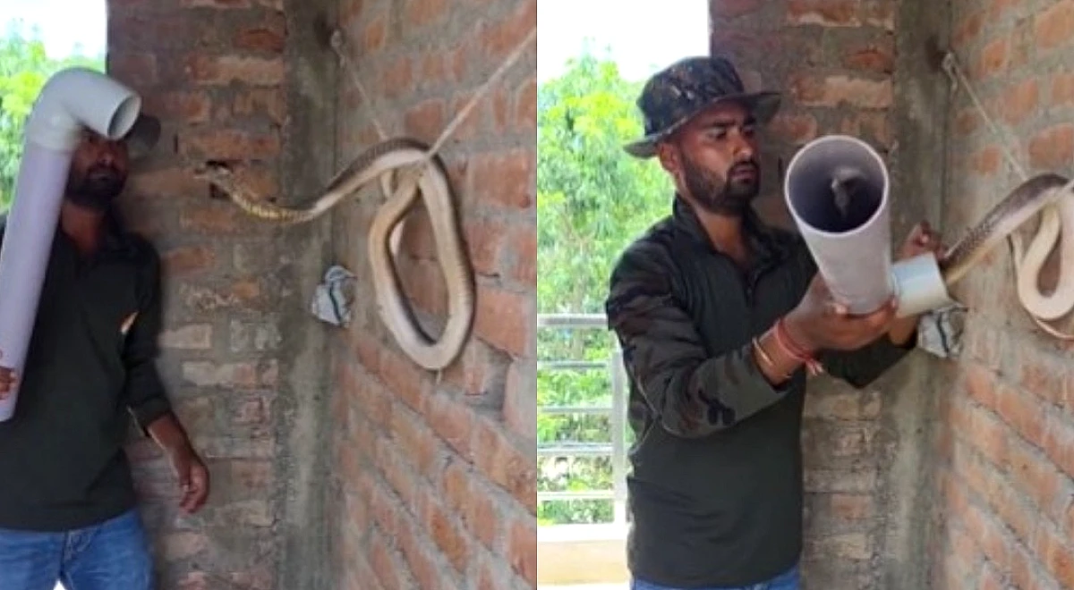 सिर्फ PVC पाइप से पकड़ा फन फैलाए कोबरा, वीडियो वायरल