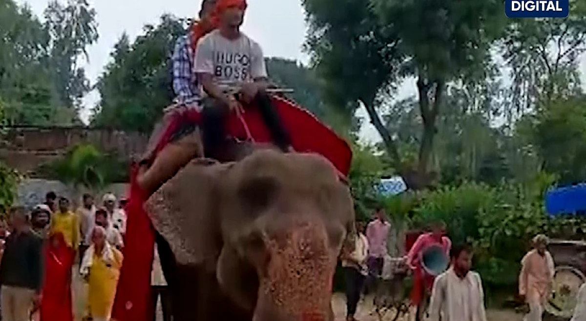 बेटा बन गया अफसर, पिता ने हाथी पर सवार कर किया भव्य स्वागत