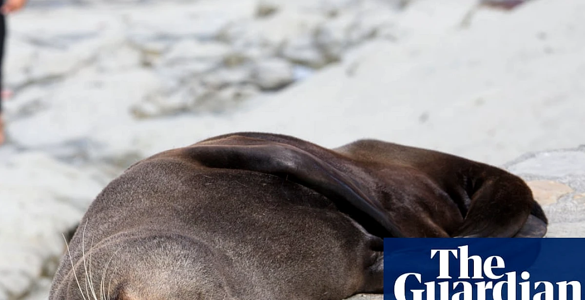 Fur seal‘s death marks first Australian mainland mammal fatality from spreading H5 bird flu strain