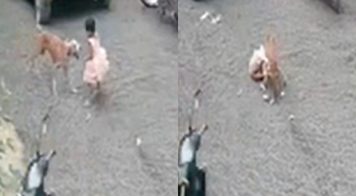 Stray Dog Mauls Three-Year-Old In Maharashtra, Leaves Her With 12 Stitches On Face