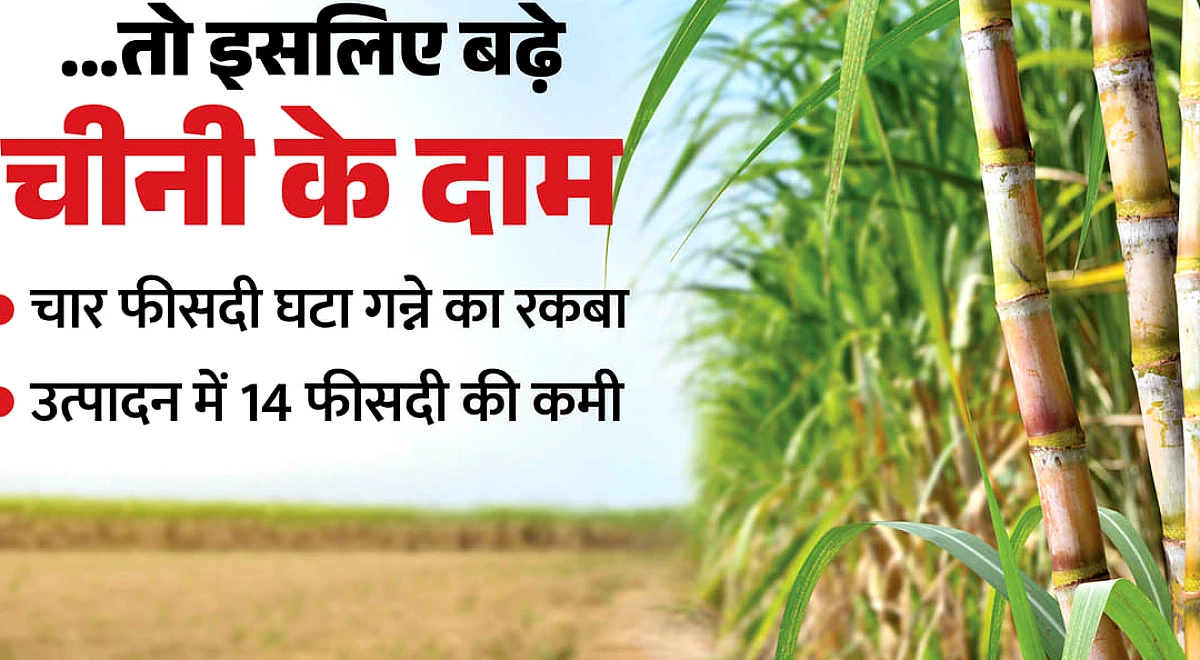 चीनी के दाम बढ़ने का मुख्य कारण: यूपी में गन्ने की खेती से किसानों का मोहभंग, मक्का-धान की ओर बढ़ा रुझान