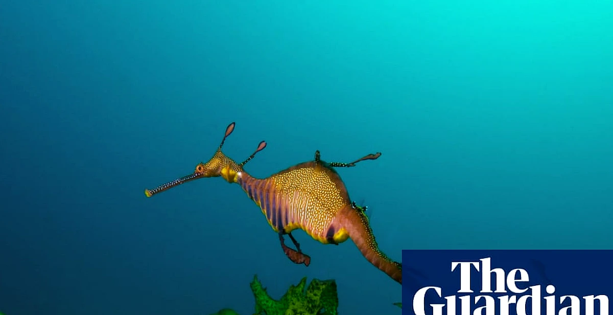 Australia’s marine parks protect ‘places no one goes’ rather than fragile coastal zones, scientists say