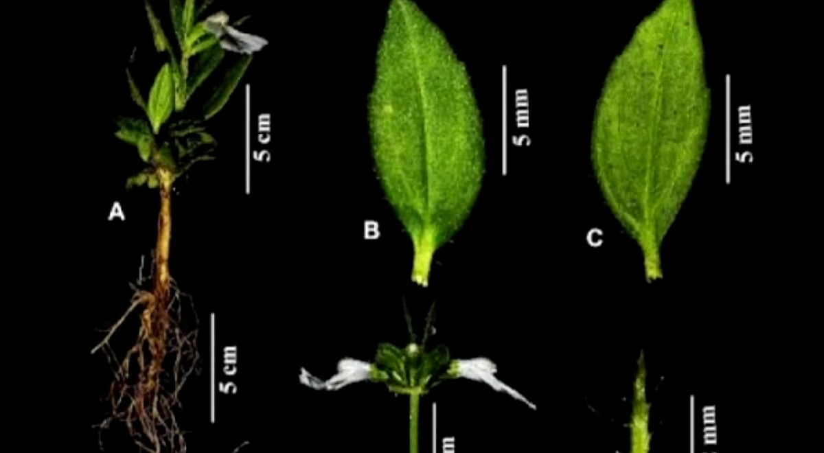 A new herb has emerged from Tamil Nadu’s sand dunes; here’s what makes it unique