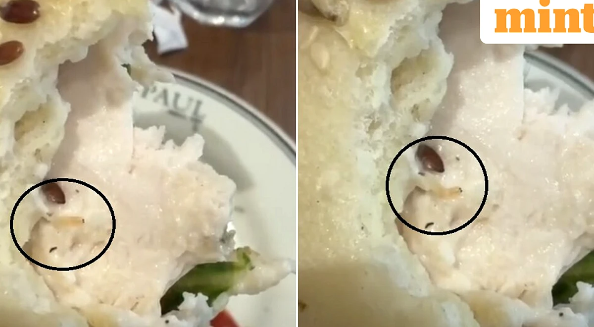 ‘Extremely disturbing’: Gurugram man finds live worm in breakfast salad at PAUL; Eatery responds