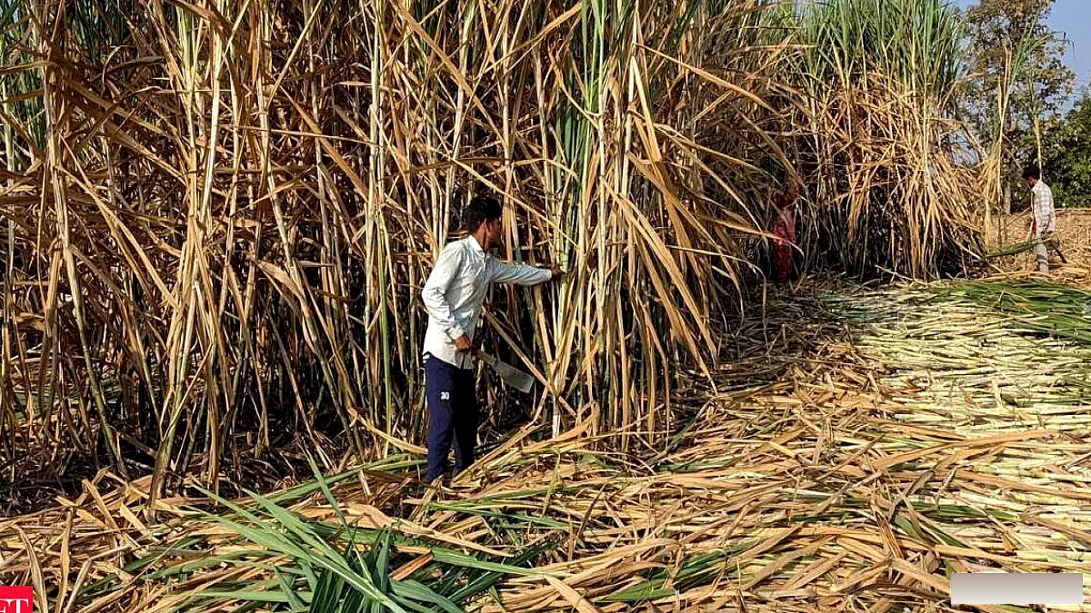 लाल सड़न रोग, अल नीनो से चीनी उत्पादन प्रभावित; सरकार कदम उठा रही है: प्रह्लाद जोशी