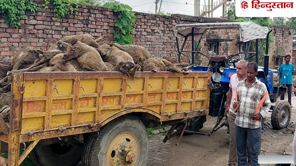 भेड़ों के बाड़े में घुसा तेंदुआ; भगदड़ से 88 की मौत, पशुपालक ने मुआवजे की मांग की