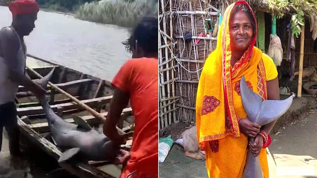 जिसे बचाने का कानून, उसका ही शिकार! कोसी में डॉल्फिन पकड़ी, घर ले जाकर तेल निकालने की तैयारी