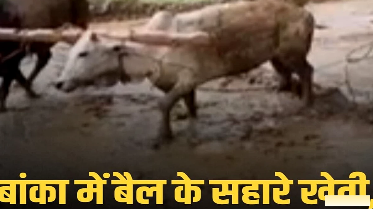 बांका के किसान हल‑बैल पर निर्भर, मशीनरी के दौर में भी पारम्परिक खेती जारी