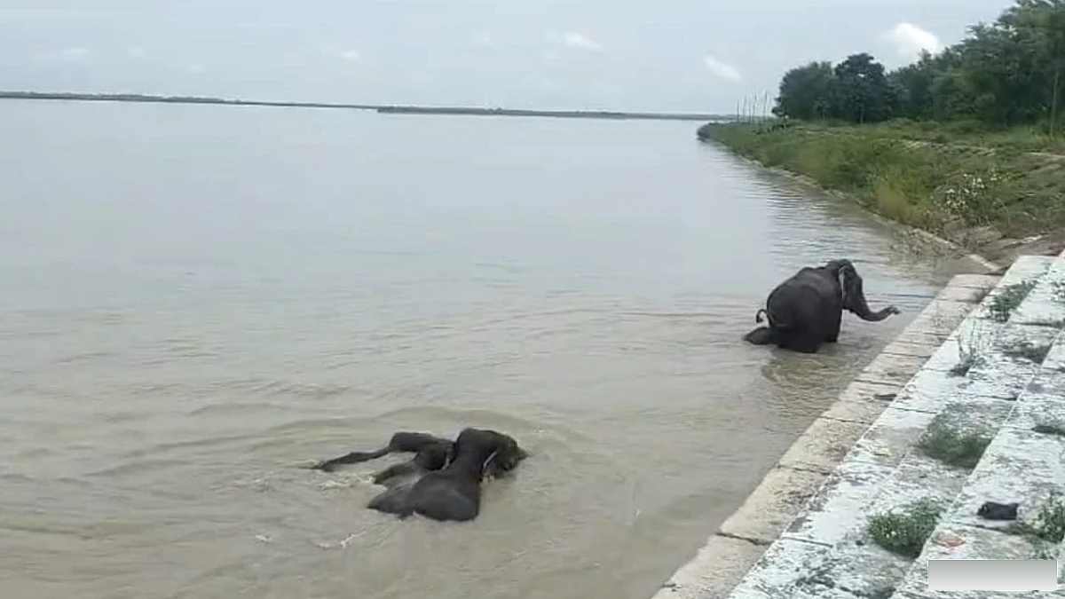 घाघरा के प्रचंड बहाव में जिंदगी और मौत के बीच फंसा हाथियों का परिवार, बैराज पर इस तरह बची जान