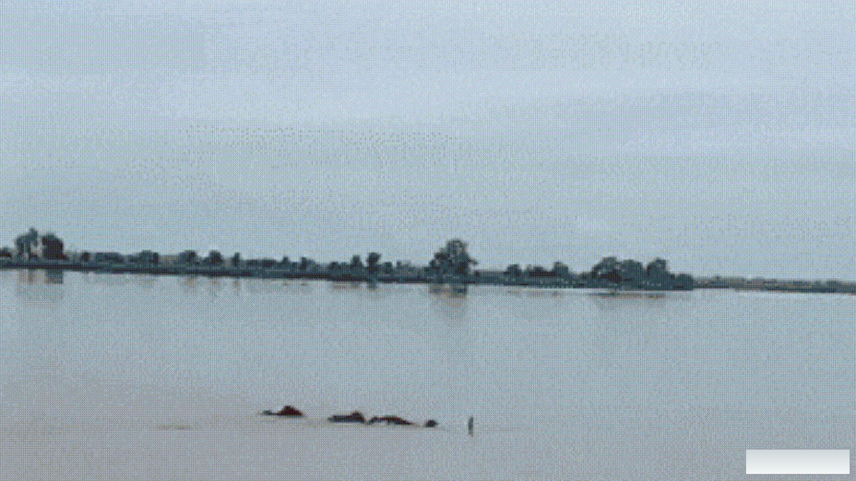 नन्हे हाथी को बचाने के लिए नदी में कूदा हाथियों का झुंड, बहाव में फंसे; फिर ऐसे हुआ रेस्क्यू