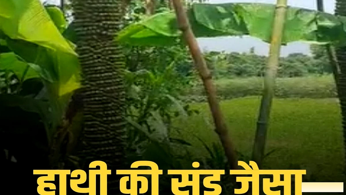 पूर्णिया में 9 फीट लंबी हाथी की सूंड जैसी केला, किसान की अनोखी पैदावार ने चौंका दिया