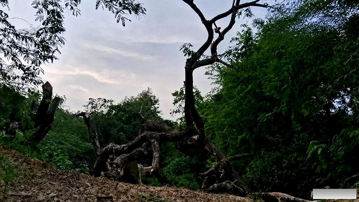 सुप्रीम कोर्ट पैनल ने बताया कि भारत की पहली नाइट सफारी परियोजना पर फिर से विचार करने की जरूरत है