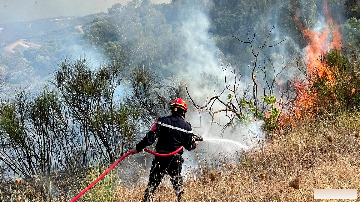 पूर्वोत्तर अल्जीरिया में जंगल की आग से तबाही, कम से कम 12 लोगों की मौत, 54 घायल