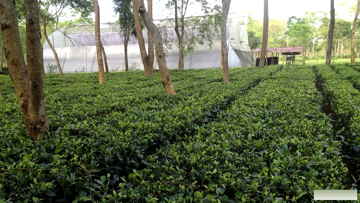 दशकों पुरानी दोस्ती, दो चाय परिवार और भारत का पहला व्यावसायिक माचा बनाना
