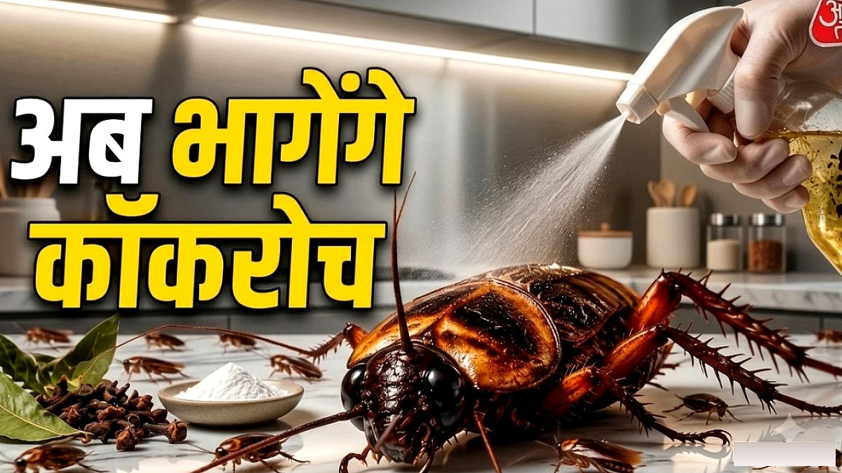 डालकर हो गए परेशान, ये गंध सूंघते ही दूर भागेंगे कॉकरोच