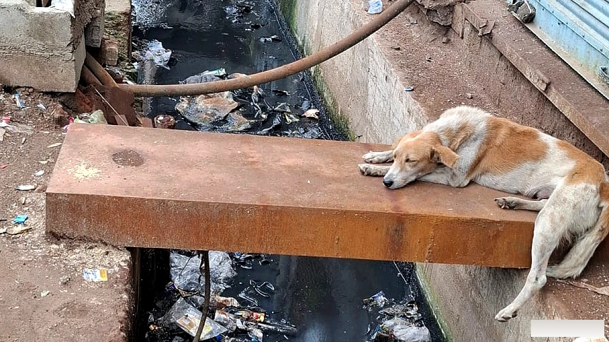 फ्रीगंज में 1 फुट चौड़े पत्थर पर चलने का जोखिम: 5 फीट गहरा नाला