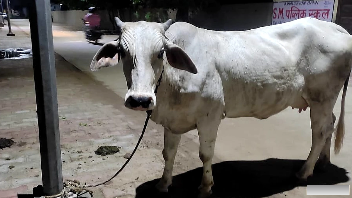 नगर निगम ने चेतावनी जारी की: बिजली के खंभे से मवेशी न बांधें, अन्यथा कार्रवाई होगी