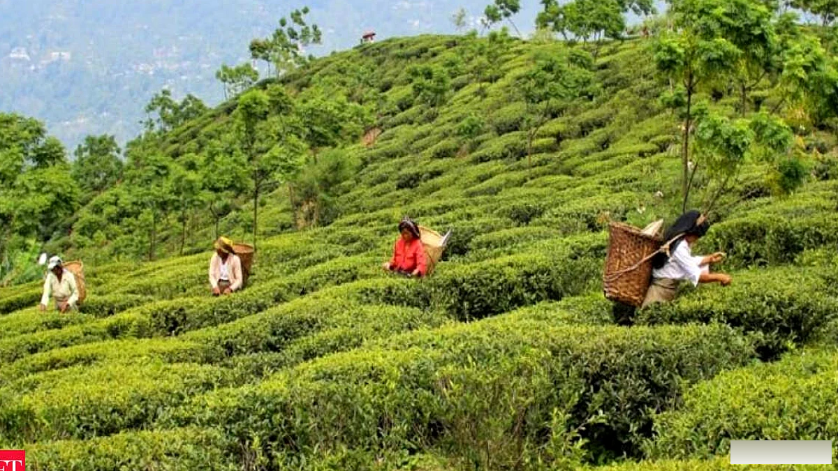 उत्तर भारतीय चाय उद्योग को संकट का सामना करना पड़ रहा है क्योंकि उत्पादन चुनौतियों के बीच नीलामी की कीमतों में 17% की गिरावट आई है