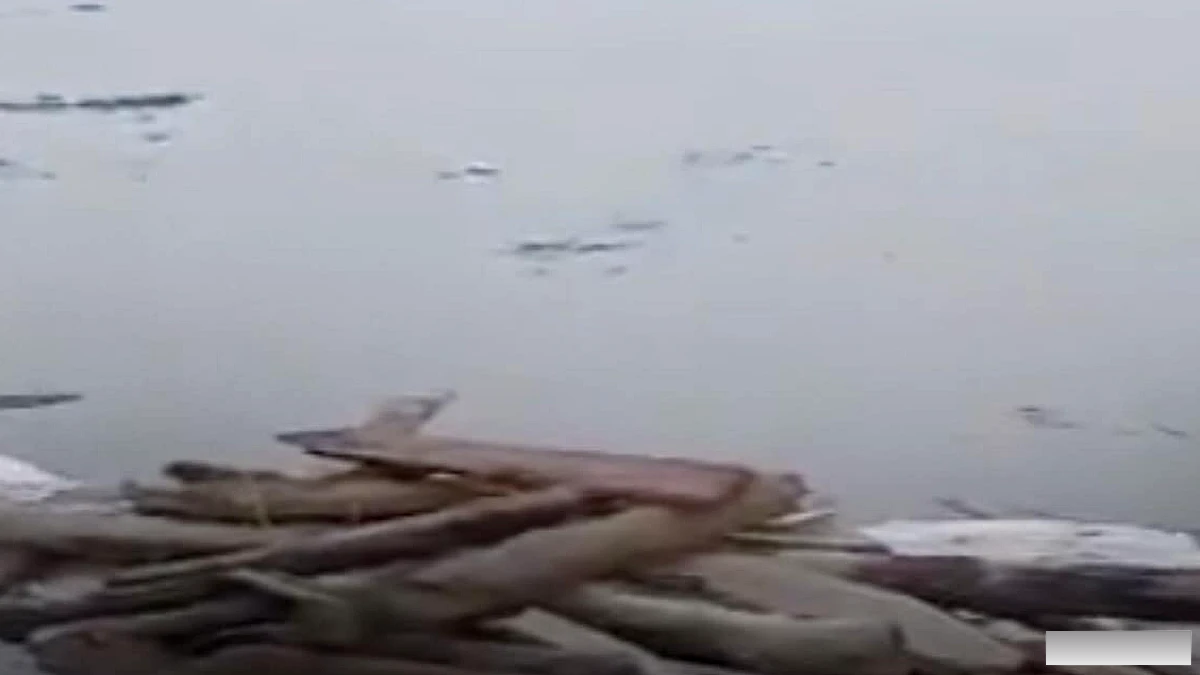 वैशाली में गंगा के किनारे पहुँचा नेपाल के बाढ़ का मलबा, लोग लकड़ियों की बर्बादी रोकने में जुटे