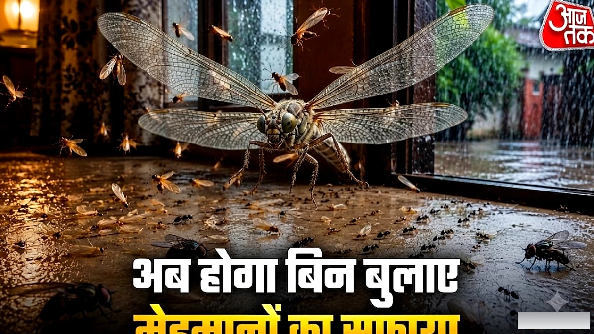 कीड़ों को आकर्षित करती हैं ये चीजें, इसीलिए खिंचे चले आते हैं