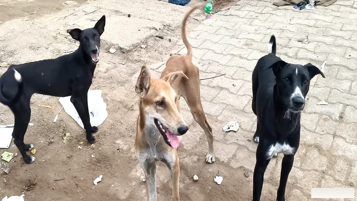 पुलिस ने कुत्तों को खाना खिलाने पर रोक लगाई, पशु प्रेमियों ने गुस्सा जताया