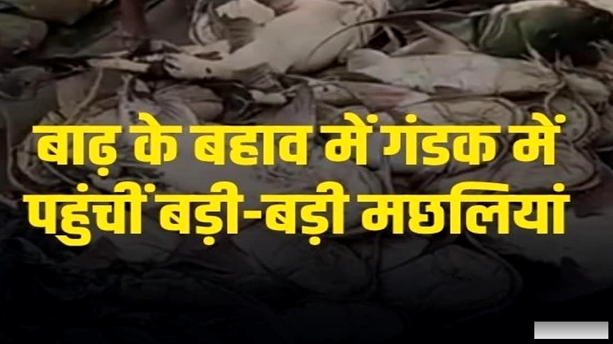 गंडक में 30 किलो तक की बड़ी मछलियों की भरमार, बाढ़ के बाद मछुआरों ने कई क्विंटल पकड़ीं
