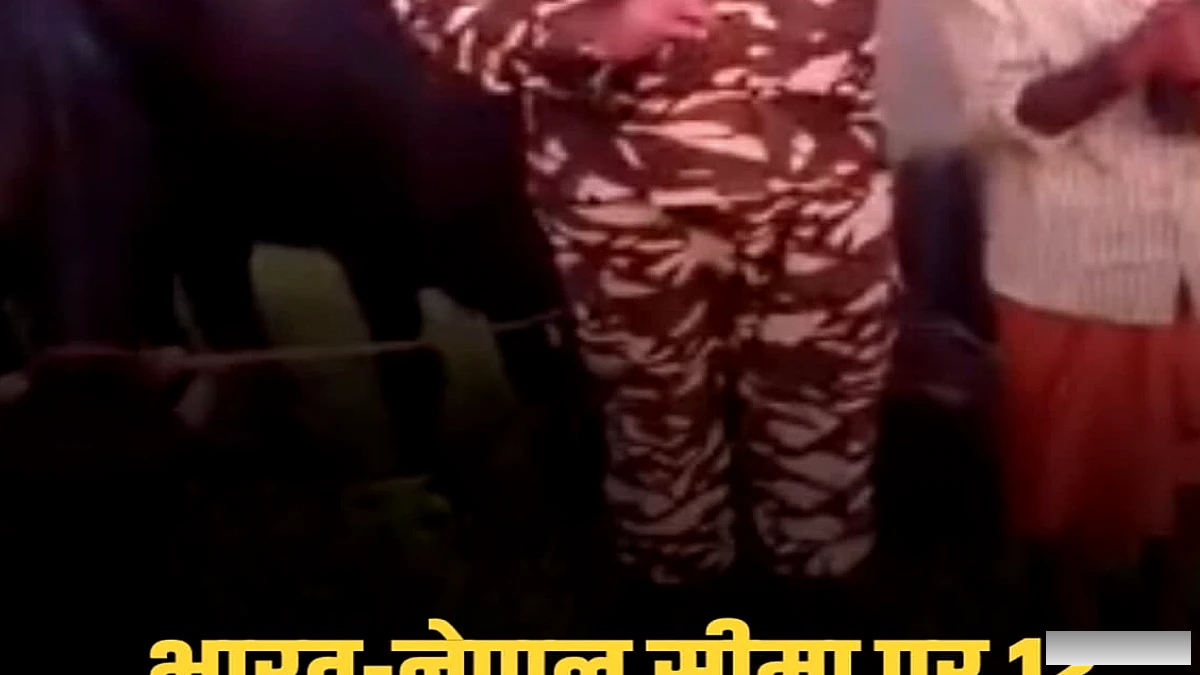 SSB की विशेष कार्रवाई में मजरख-कुआड़ी सीमा पर तस्करी का सिलसिला रूका, 12 मवेशी जब्त
