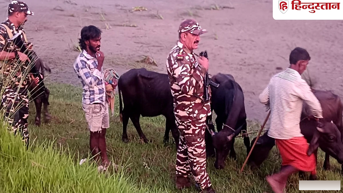 नेपाल में जल प्रलय के बीच पशु तस्करी जोरों पर, SSB ने 10 भैंस और 2 गाय जब्त किया; 3 गिरप्तार