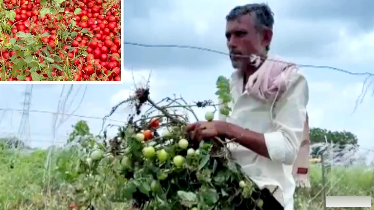 टमाटर के दामों में भारी गिरावट से बीड़ के किसान को फसल उखाड़नी पड़ी