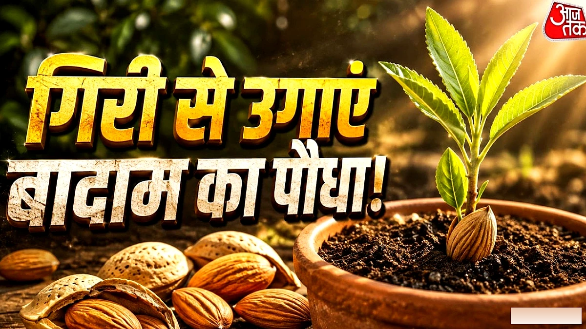 बालकनी में रखे गमले में उगाएं बादाम का पौधा, आसान है तरीका