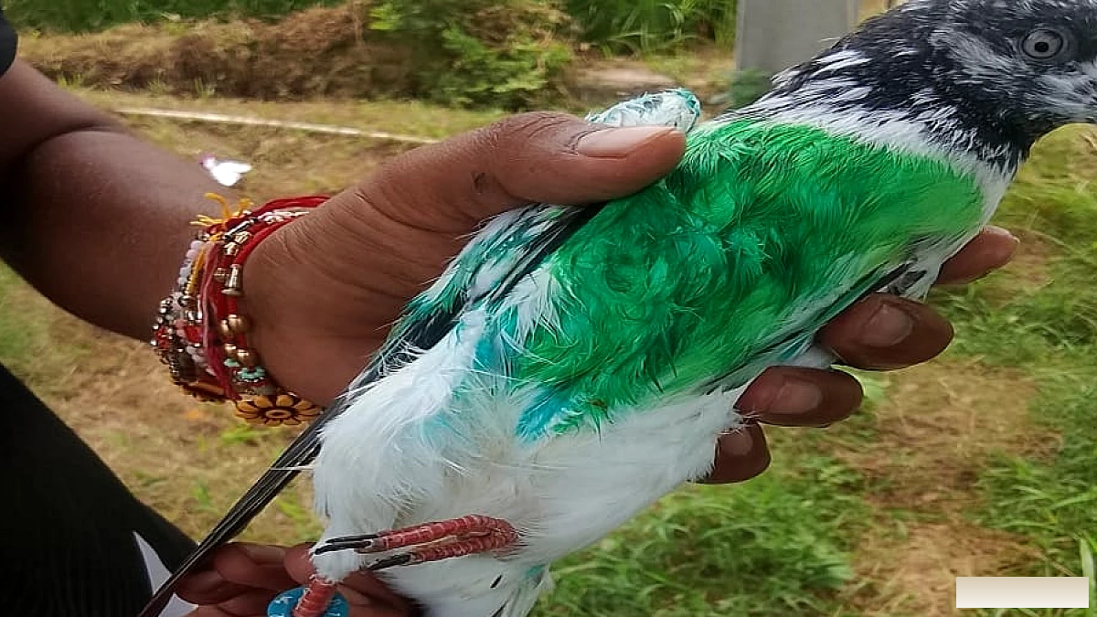जम्मू‑कठुआ में पाकिस्तानी मोबाइल कोड वाली रिंग वाले कबूतर को पकड़ा, जांच एजेंसियों ने की तेज़ कार्रवाई