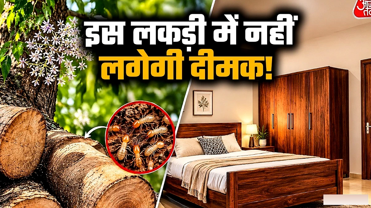 इस पेड़ की लकड़ी से बनवाएं फर्नीचर, सालों नहीं लगेगी दीमक