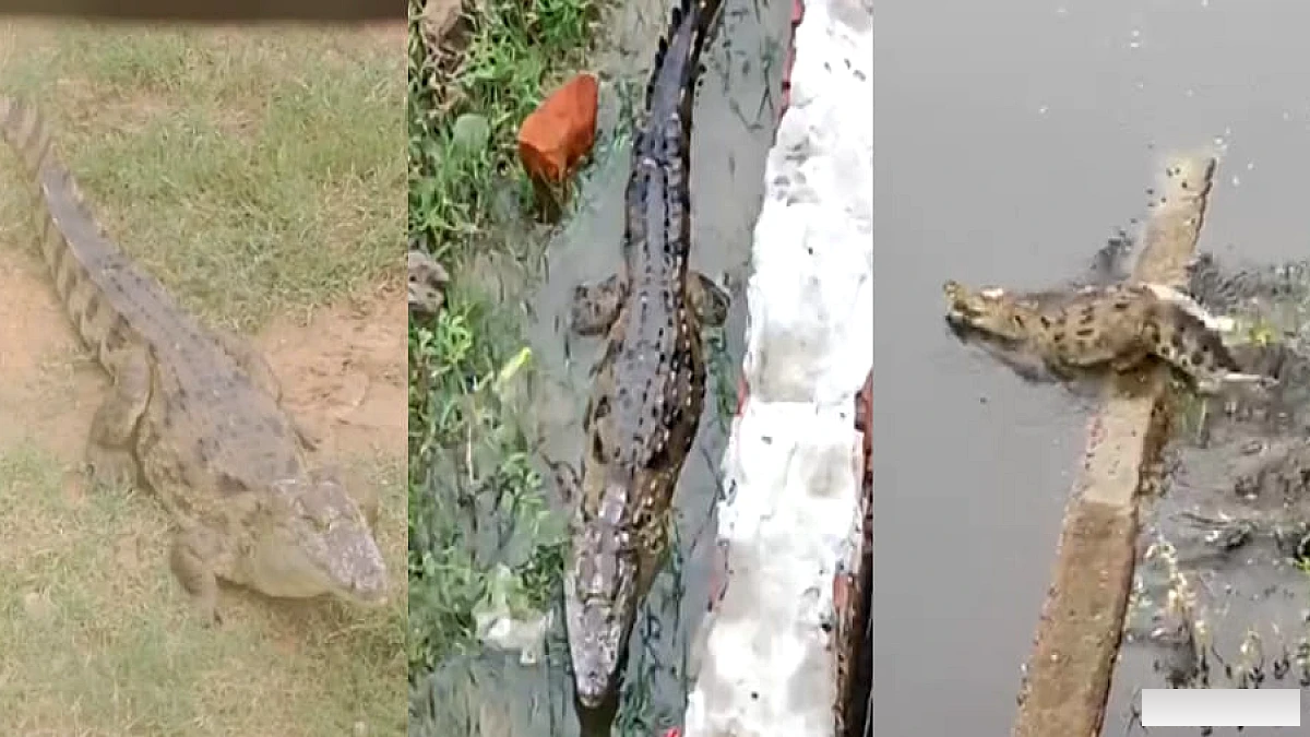 मकड़ीखेड़ा में जलभराव से 50,000 की आबादी बेहाल, मगरमच्छ के बच्चों का प्रकट होना