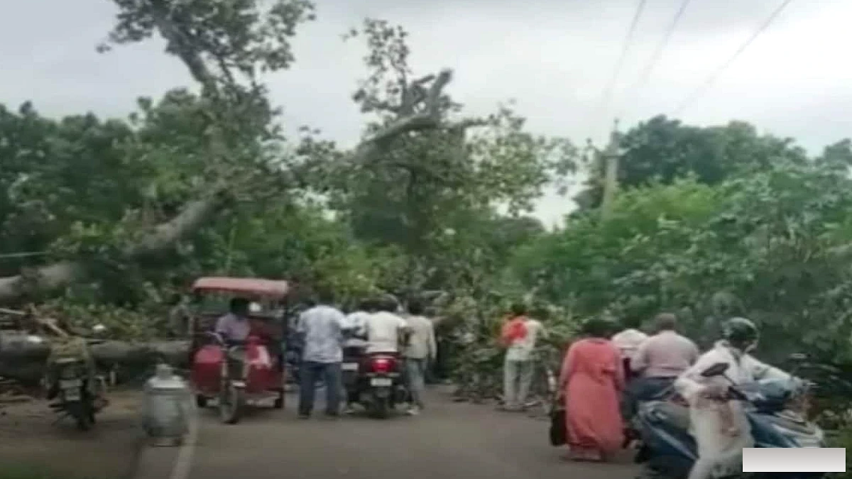 बेगूसराय में चांदपुरा‑रजौरा मार्ग पर गिरा विशाल वट वृक्ष, ट्रैफ़िक बंद