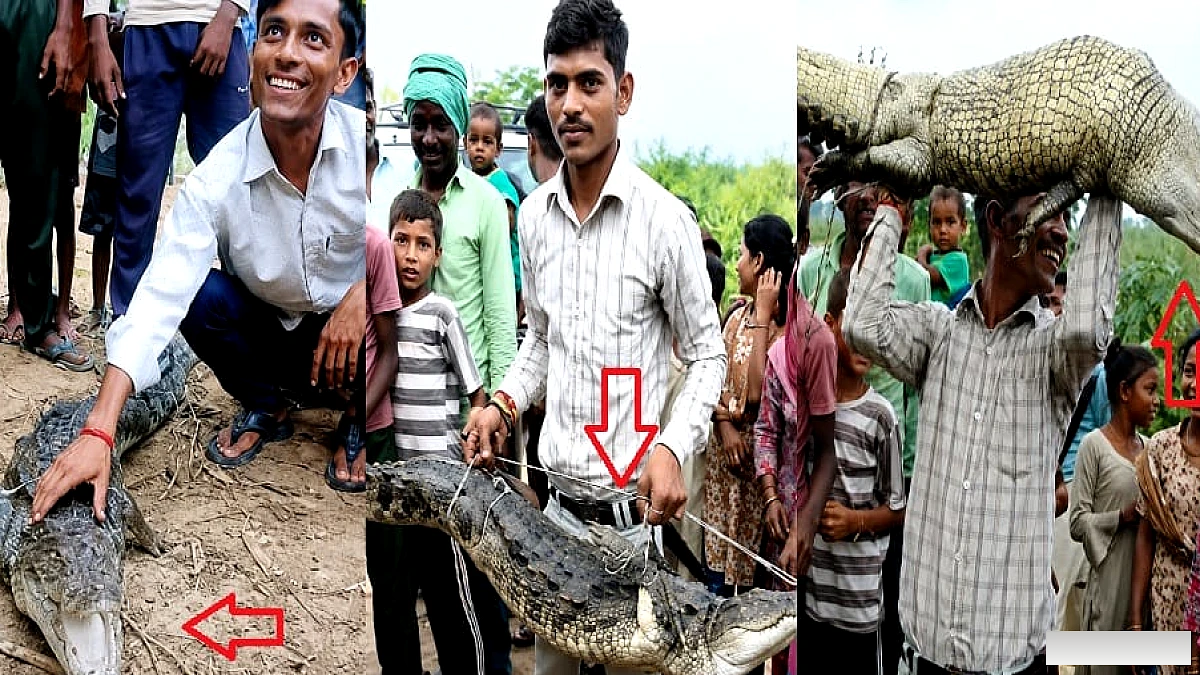 खिलौना और खिलवाड़ बना मगरमच्छ: बांधा रस्सी में, प्रधान जी से सब कह रहे- एक बार अंगुली मुंह में देकर देखो