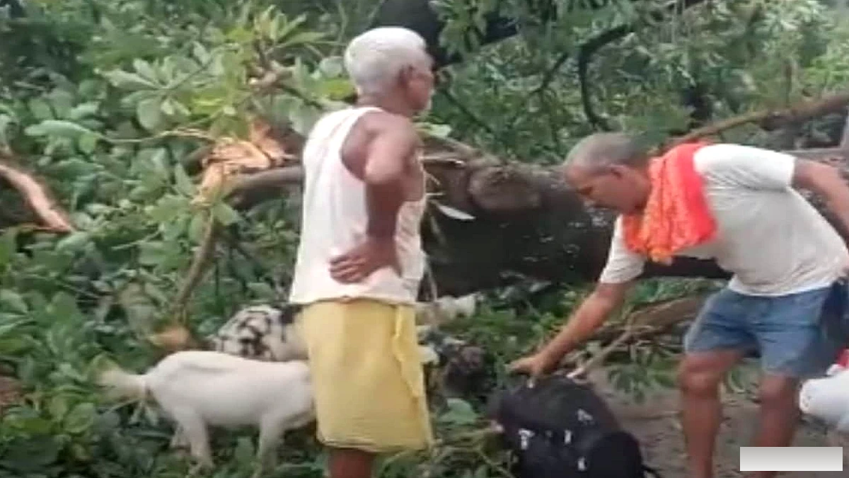 भोजपुर के सरैया‑सिन्हा मुख्य मार्ग पर बाढ़ के पानी से गिरा बड़ा पेड़, यातायात कई घंटे बाधित