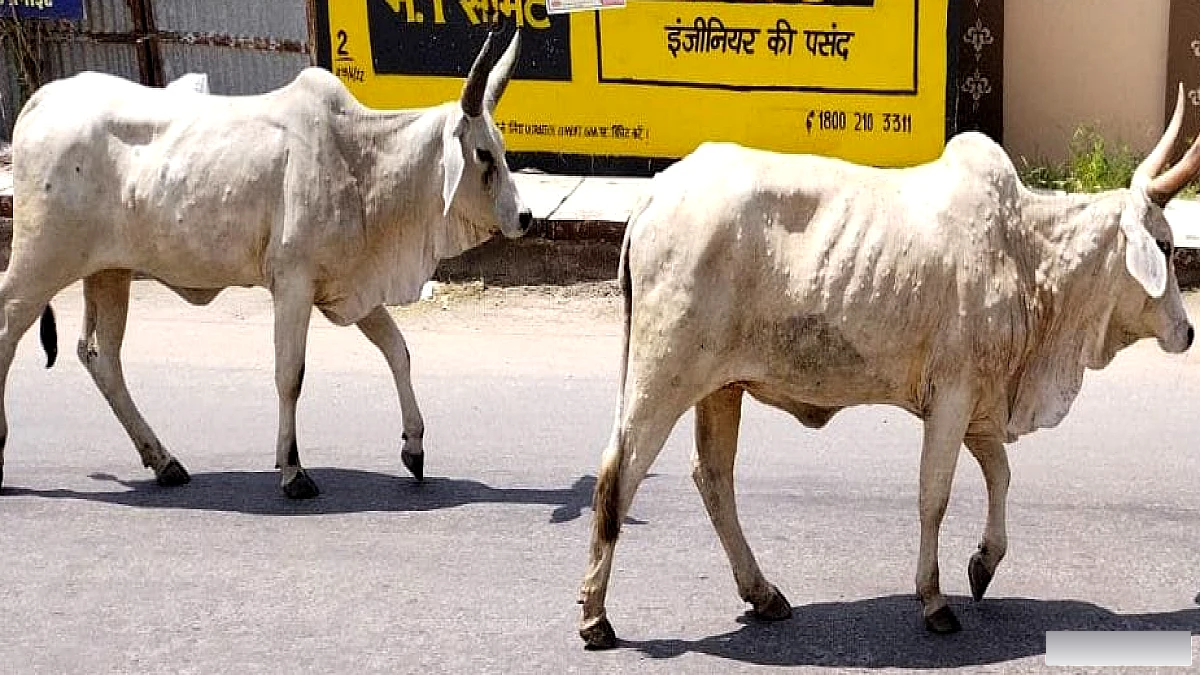 लस्टी वायरस से पंजाब के 70% पशु प्रभावित, दवाइयाँ नहीं, बीमारी पड़ी यूपी, हरियाणा, हिमाचल