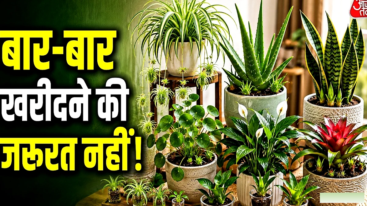 इन इंडोर प्लांट्स से बनाएं अपना खुद का पौधों का बगीचा—बार‑बार नर्सरी की जरूरत नहीं