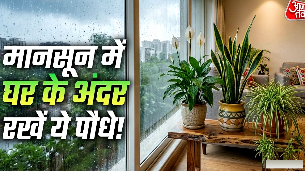 बारिश में सीलन और बदबू से बचें: 5 आसान इंडोर प्लांट्स