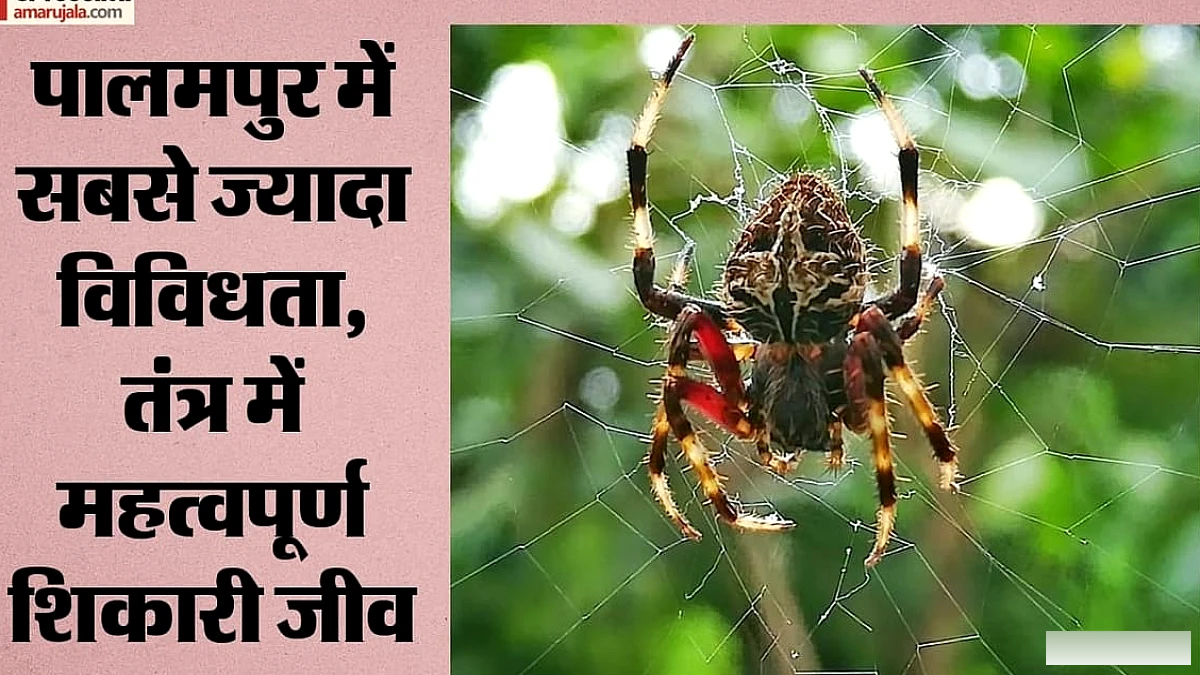 कांगड़ा घाटी में 26 मकड़ी प्रजातियों की खोज, पर्यावरण नियंत्रण में महत्वपूर्ण भूमिका