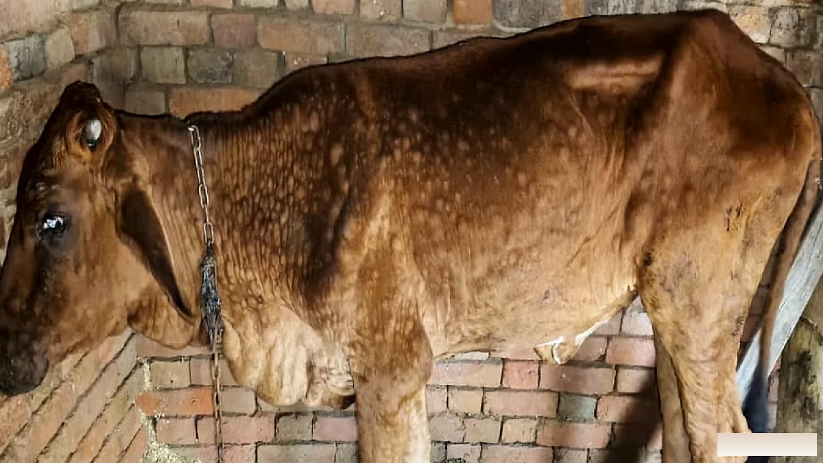 गांव में लंपी वायरस की एंट्री, गभाना में तीन केस आए, 1.40 लाख डोज से गोवंश का होगा घर-घर टीकाकरण