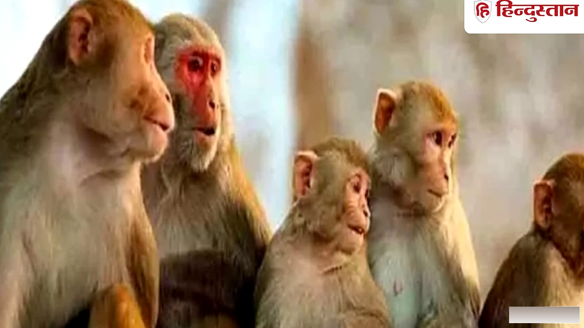 कौन पकड़ेगा बंदर? वन विभाग और नगर निगम झाड़ रहे पल्ला, शासन के आदेश के इंतजार में अटकी धरपकड़