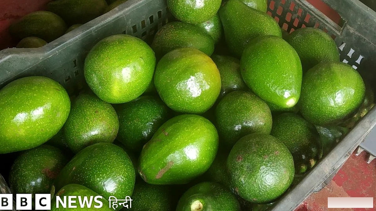 डॉग फ़्रूट' से लेकर 'डार्लिंग' तक का सफ़र: भारत में एवोकाडो कैसे मशहूर हो रहा है