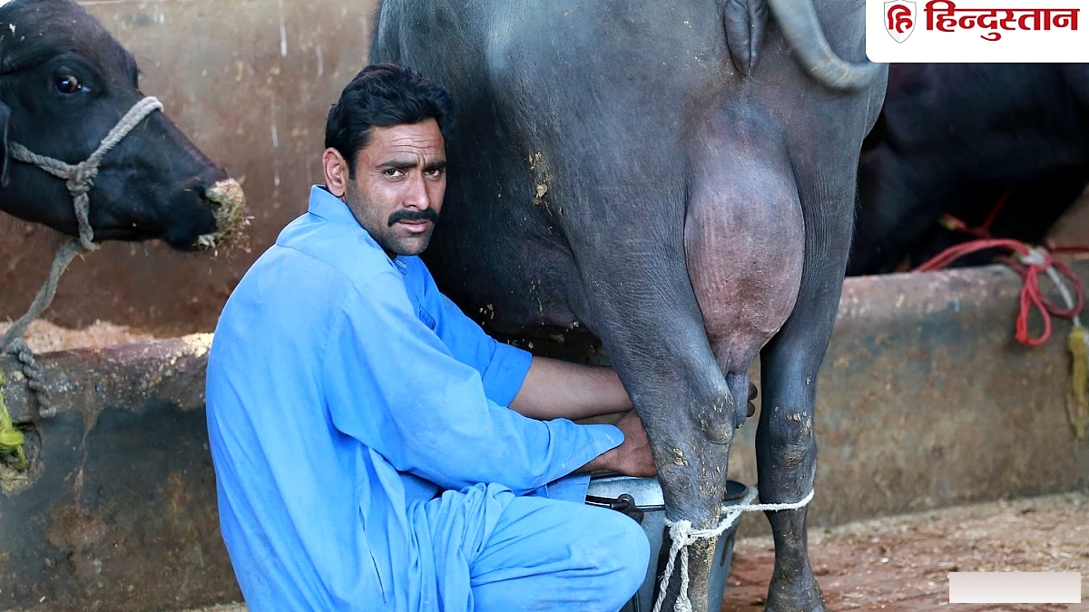 बिहार के 7 लाख दूध उत्पादकों के लिए नई योजना: बिक्री राशि सीधे बैंक खातों में