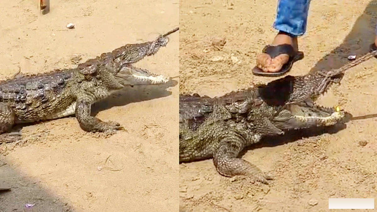 बिजनौर के खिरनी गांव में घर के सामने अचानक दिखा मगरमच्छ, ग्रामीणों में हड़कंप