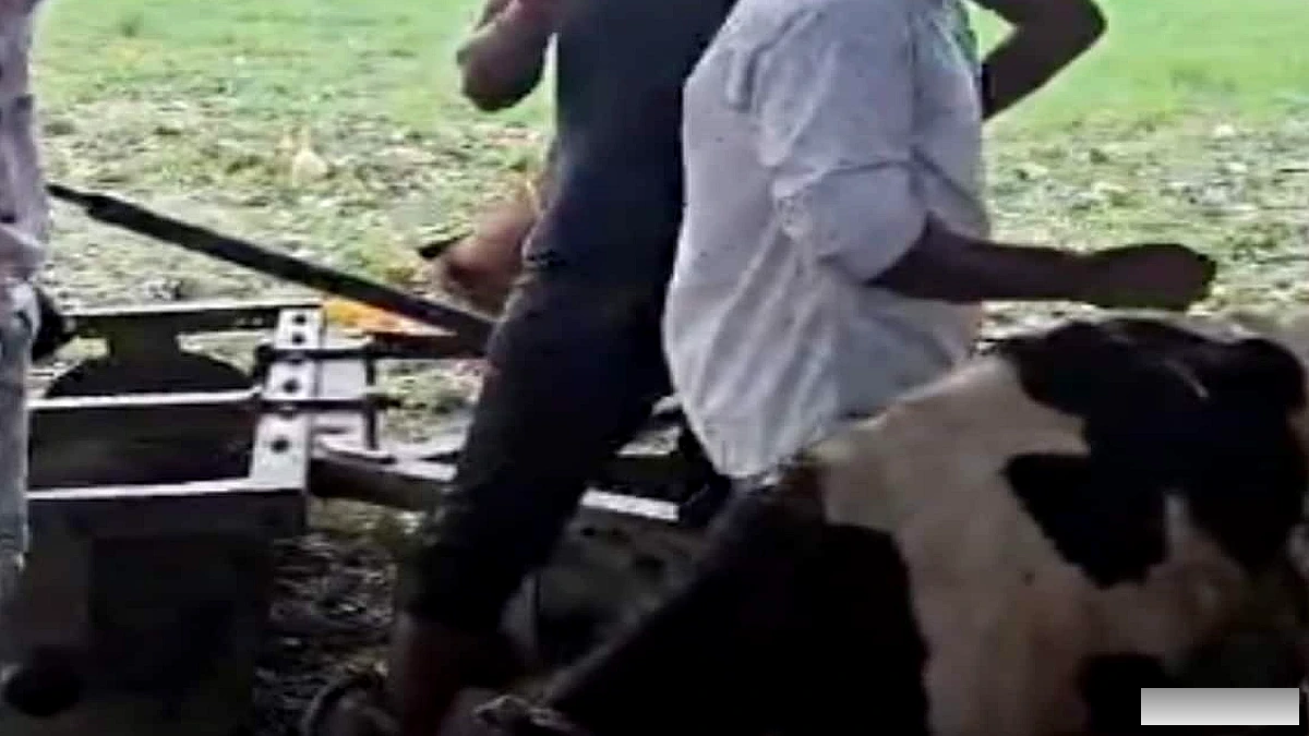 बेगूसराय के बखरी में पाँच गाय के बछड़े मिले, पुलिस ने गौशाला भेजा
