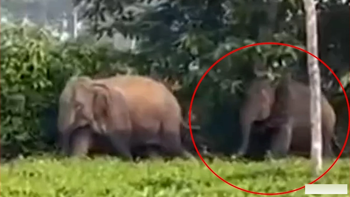 टायर में फँसे हाथी को देखकर लोग हैरान